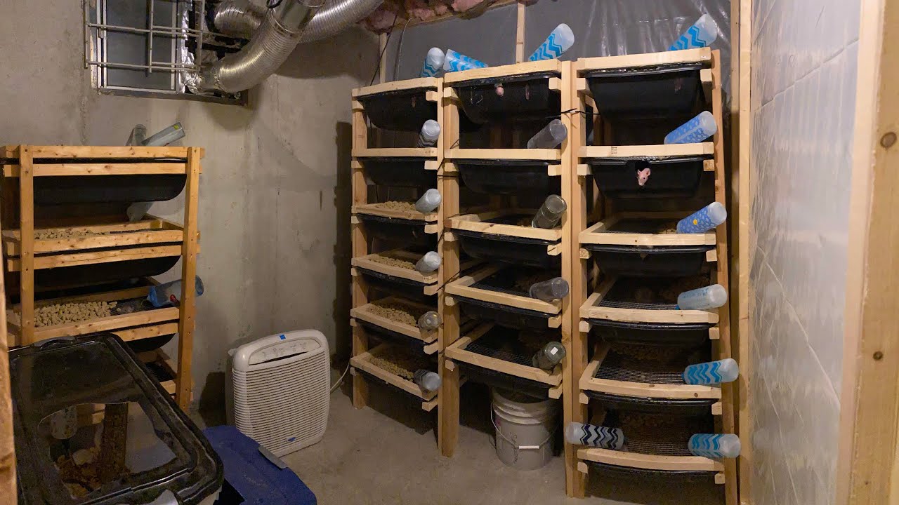 I made my Rat Room Smell Proof!?!🤯 YouTube