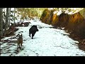 (2021) KARDA DOMUZ AVI BOL AKSİYON DOLU AVLAR & BEST WILD BOAR HUNTING/ CACCIA AL CINGHIALE/CHASSE