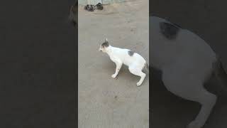 Shaanu Bala cat catsounds catlover cute kittensmeowing catentertainment