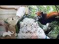 Cuidados especiais para os animais recém-nascidos no zoológico | O Zoológico | Animal Planet Brasil