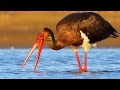 Black Stork. Birds fishing.