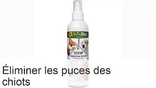 Comment se débarrasser des puces chez les chiots ? - Pas à pas efficace !