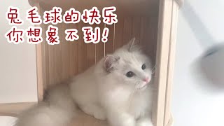 【布偶猫】十块钱的快乐兔毛球太好玩啦