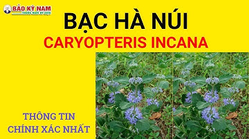 Bạc hà núi, cỏ vắp thơm | Caryopteris incana