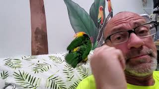 Scooby, Mango, Sunny, Spike and Sunny enjoying their out of cage time 🥰 by Providence Meadow Caique Sanctuary 72 views 19 hours ago 7 minutes, 10 seconds
