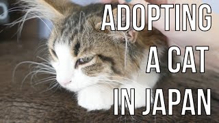 Adopting a cat in Japan | WARNING: sad cat story