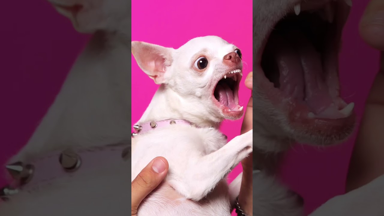 Angry nikki chihuahua #short #dogs #cats #chihuahuas #pets #dogs ‎@Chihuahua TV 