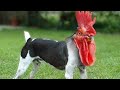 ANIMALES CON MUTACIONES EXTRAÑAS PARTE 4 CAUGHT ON CAMERA