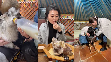 Baby sheep drink. A pretty girl washing my hair is so interesting. Inner mongolia.