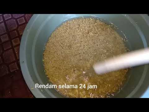 Video: Agen Perendaman Benih