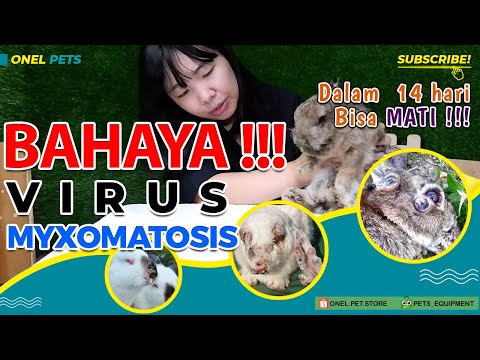 Video: Mengapa kelinci terkena myxomatosis?