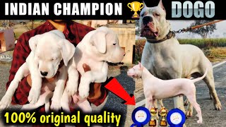 Ultimate Dogo argentino puppies from Champion  line | Shoq quality dogo argentino