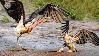 Bangau Marabou  Raksasa Dan Sangat Berbahaya Bahkan Elang Dan Burung Nasar Takut