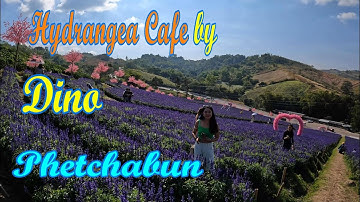 Hydrangea Cafe By Dino .Phetchabun December 2022. Thailand