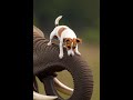 Small Dog, Huge Confidence: The #1 Brave Jack Russell! 🐶🐘#shorts
