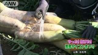 抜きたてダイコン詰め放題が大人気　おでんに最高！(18/11/03)