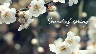 🎧 Sound of spring | birds singing in the park | flowers | nature sound | Bmpcc4k | Ambience ASMR