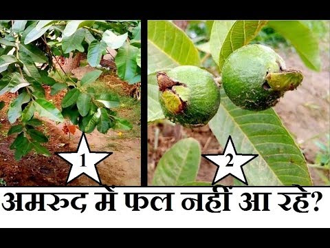 Video: De ce copacul meu de guava nu fructifică?