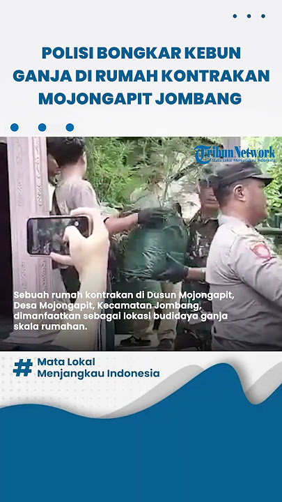 Polisi Bongkar Kebun Ganja dari Rumah Kontrakan di Jombang, Ratusan Tanaman Diangkut Pakai 2 Truk