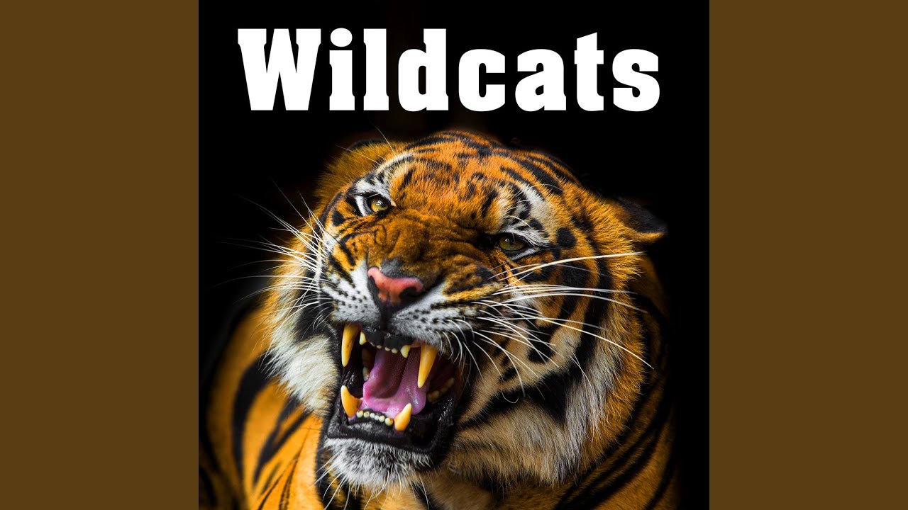 Adult Tiger Lest out an Angry Roar Adult Tiger Lest out an Angry Roar