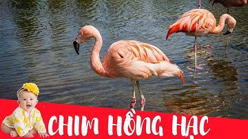 Dạy bé học con chim hồng hạc | Dạy em bé tập nói tên và hoạt động các con vật