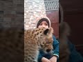 With leopard #trending #viralvideo #cutebaby #cute #eyecatchy #funnymoment #aiart #aishorts #aivideo