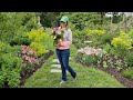 Planting a Tricolor Beech, Mother's Day Arrangements, & Longwood Tulips!!! // Northlawn Flower Farm