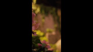 Download Lagu Coke Studio Pakistan | Season 15 | Mehmaan | Shorts MP3