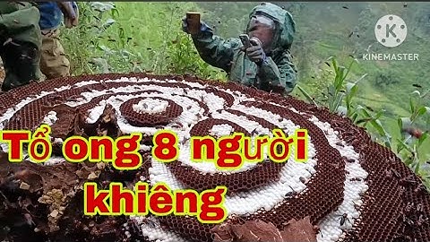 Bắt Tổ Ong Bắp Cày Siêu Khủng 2024