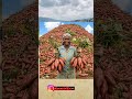 #ihavethisthingwithplants guhitamo imbuto nziza bikugaisha kumusaruro mwiza