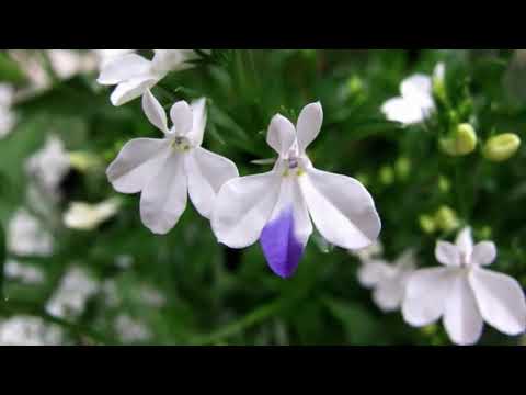 How To Plant Lobelia Flowers In Pots For Ornamental Plants At Home For Beginners
