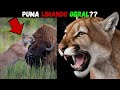 PUMA MATANDO LOBO / URSO / BISÃO / ALCE / ALIGATOR / E .... ?? (MITO ou REALIDADE - TOP 10)