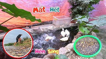 Tá Hoả Cả Đàn Vịt Mini Vào Mò Bể Cá Đòng Đong Và Câu Chuyện Lạ Lần Đầu Sảy Ra Ở Sông / Quế Nghịch