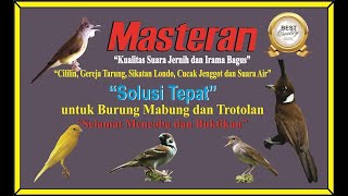 Masteran Cililin, Sikatan Londo, Gereja, Kenari, Kapas Tembak \