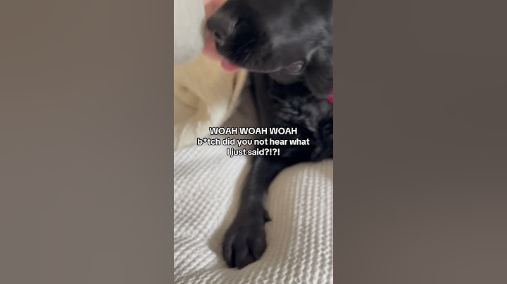 Scientists just made a HUGE discovery about Dogs!