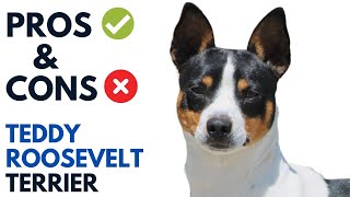 Teddy Roosevelt Terrier Pros and Cons | Shortlegged Rat Terrier Advantages and Disadvantages