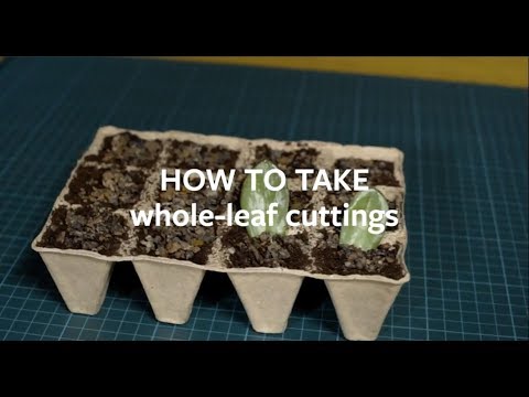 How to propagate houseplants using whole-leaf cuttings | Grow at Home | Royal Horticultural Society