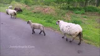 Into The Countryside #britishcountryside #animalcommunication #shepherds #forestofdean