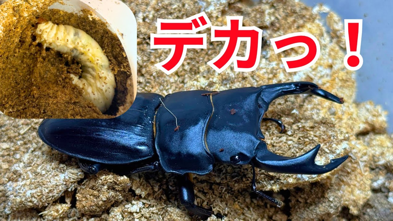 【初飼育】初めて育てるオオクワガタのボトル交換