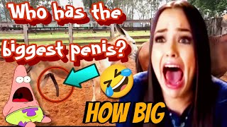 Donkey and horse mating | How many centimeters is the penis of a male donkey? |animals mating