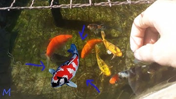 NGẮM CÁ KOI NUÔI TRONG CHẬU #MT2N1