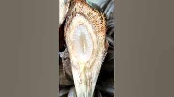 #Shorts Dừa nước ngon nhất miệt vườn mọi người ơi @Lan Thang TV