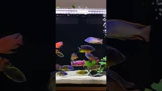 All about African Malawi Cichlids