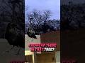 A Murder on Christmas #fyp #shortsfeed #shortvideo #birds #birdsounds
