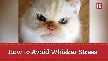 How do I know if my cat has whiskers fatigue?