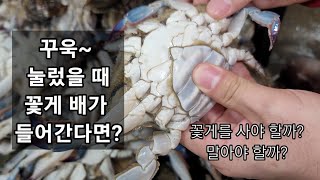 #꽃게 24년 봄꽃게 배꼽을 꾸욱 눌렀을 때, 쑥~ 들어간다면, 사야할까요? 말아야 할까요?