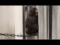 スプリンクラーにも慣れてお友達と遊ぶパンチ君🐵Punchmonkey