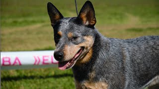AUSTRALIAN CATTLEDOG by Dog Show Video 254 views 1 year ago 23 minutes