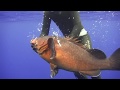 spearfishing dusky grouper