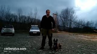 СОБАКА-ЗАЩИТНИК СОБАКА-ЗАЩИТНИК